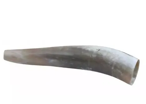 Wabik róg 40 cm