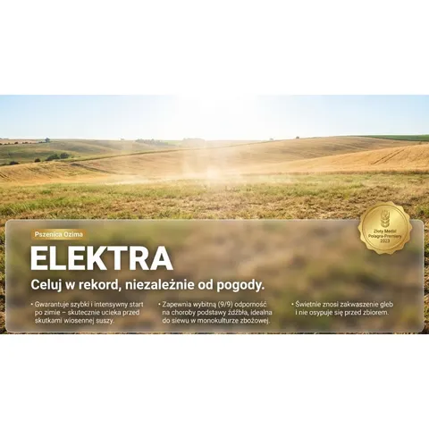 Pszenica ozima Elektra C1 opak. 25kg KLC ESTA zaprawa Proseed, Primseed Multi B+, wysoki i stabilny plon