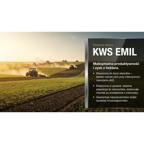 Pszenica ozima KWS Emil C1 opak. 25kg KLC ESTA zaprawa Proseed, Primseed Multi B+, wysoki i stabilny plon