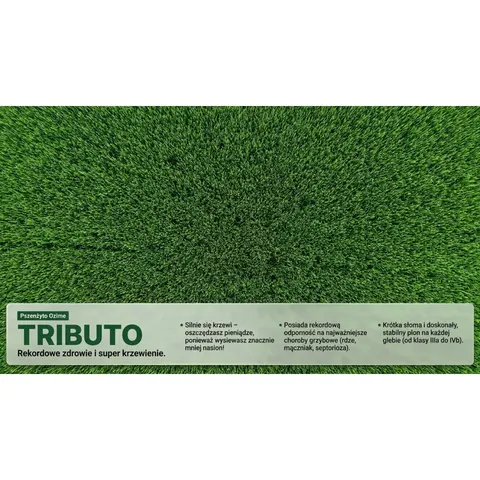 Pszenżyto ozime Tributo C1 opak. 25kg KLC ESTA zaprawa Proseed 050FS, Primseed Multi B+