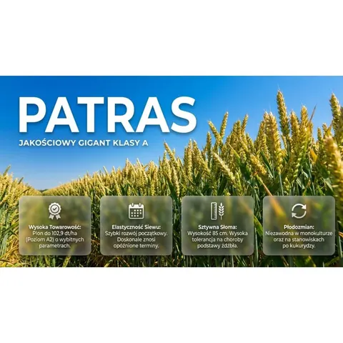 Pszenica Ozima Patras C1 opak. 25kg zaprawa Redigio Pro 170 FS, wysokie parametry jakościowe