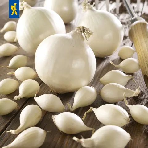 Cebula zimowa Snowball - biała, 50 szt. Allium cepa