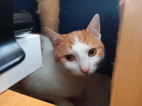 Pomóż Randiemu - Cats Plate Vet Allergic 180g