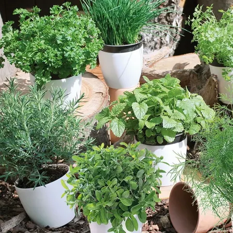 Zioła ogrodowe 'Aroma Sortiment' - nasiona Kiepenkerl
