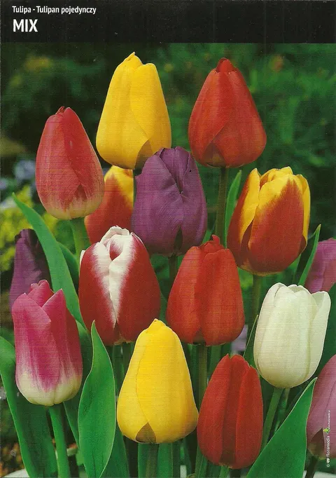 Tulipan Mix – 15 szt.