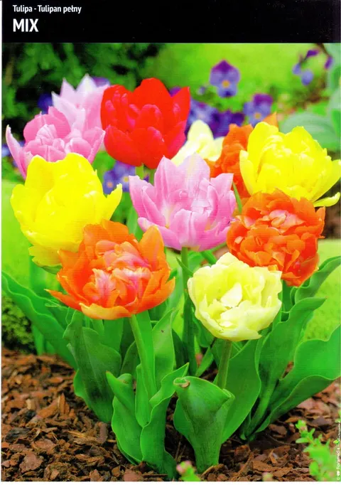 Tulipan pełny Mix – 15 szt.