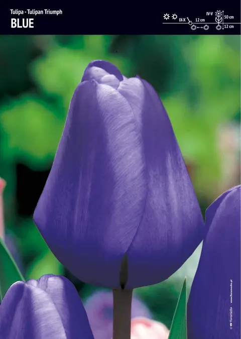 Tulipan Triumph Blue - 30 szt.