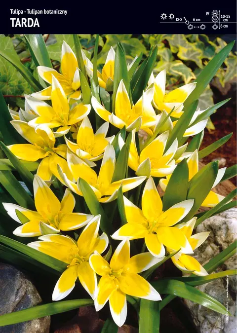 Tulipan "Tarda" - 30 szt.