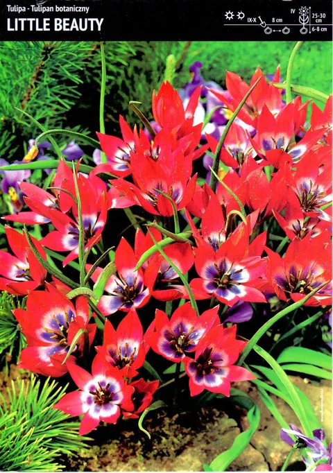 Tulipan "Little Beauty" - "Mała piękność" - 20 szt.