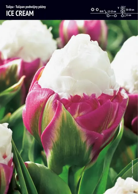 Tulipan "Ice Cream" - "Lodowy" - 5 szt.