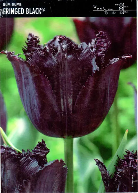 Tulipan "Fringed Black" - czarny z grzywką 10 szt.