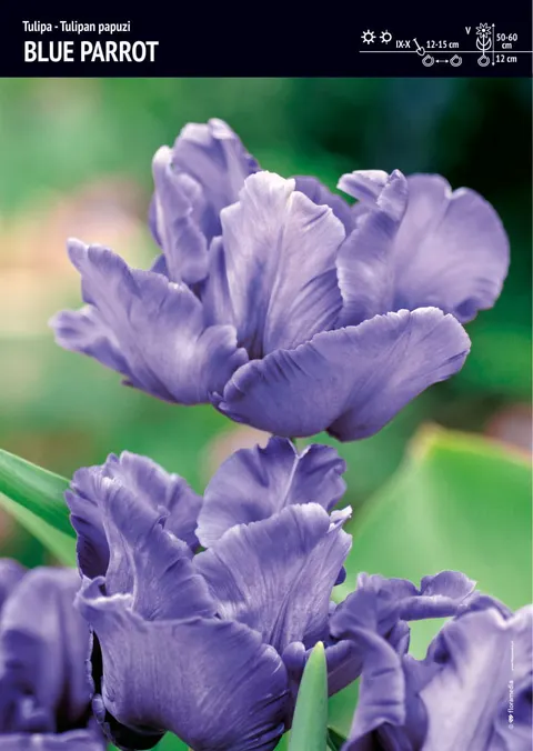Tulipan fioletowy papuzi – 10 szt. – 'Blue Parrot'