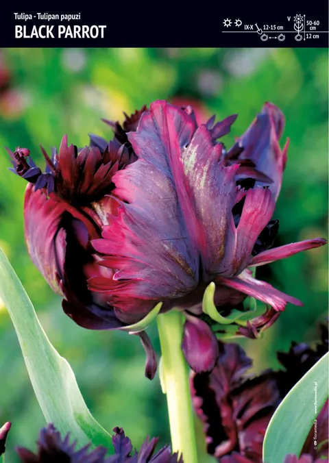 Tulipan "Black Parrot" - 12 szt.