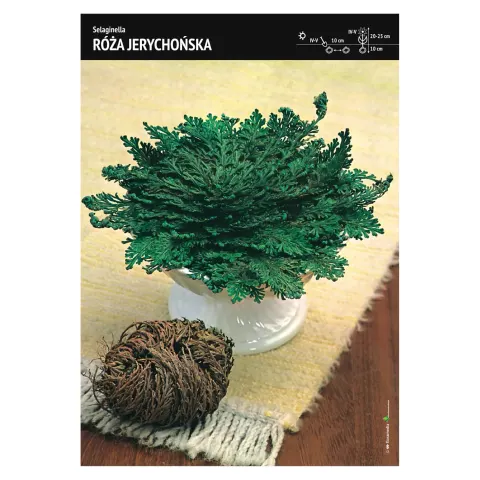 Róża Jerychońska – 3 szt. – Selaginella