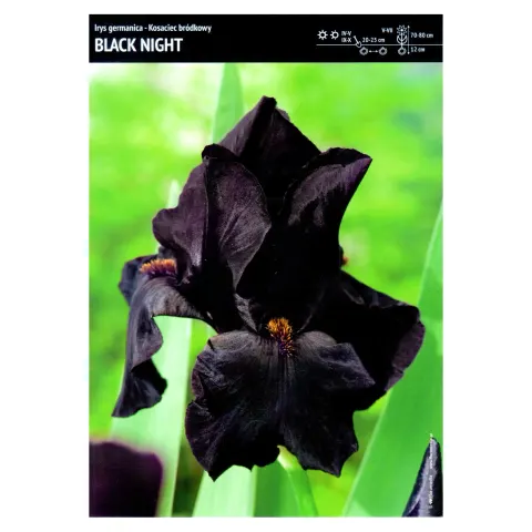 Irys Germanica – 3 szt. – Kosaciec Bródkowy 'Black Night'