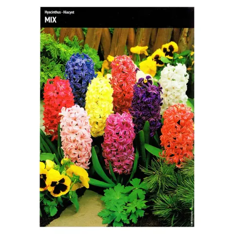 Hiacynt Mix – 10 szt.
