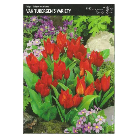 Tulipan van Tubergen’s Variety - 30 szt.