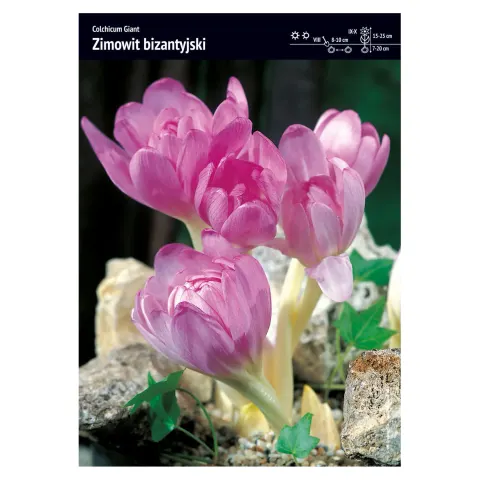 Zimowit bizantyjski – 4 szt. – Kapers Colchicum 'Giant'