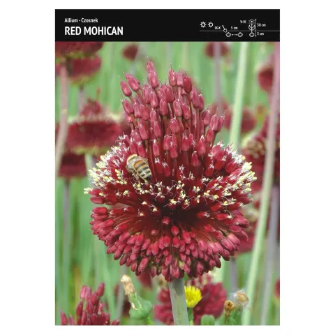 Czosnek ozdobny – 3 szt. – 'Red Mohican'