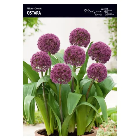 Czosnek ozdobny – 4 szt. – Allium 'Ostara'