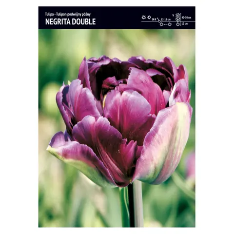 Tulipan "Negrita Double" 15 szt.