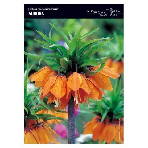 Szachownica cesarska "Aurora" 2 szt.