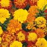 Aksamitka 'Bonita' Mix – Nasiona – Kiepenkerl
