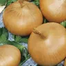Cebula 'Stuttgarter Riesen' – Nasiona – Kiepenkerl