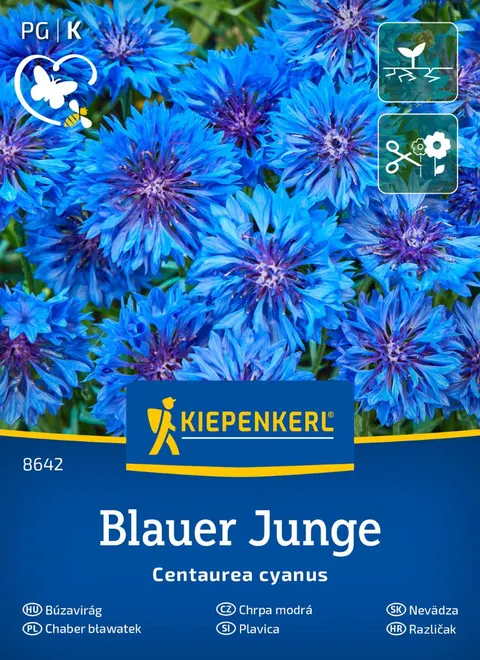 Chaber Bławatek 'Blauer Junge' – Nasiona – Kiepenkerl