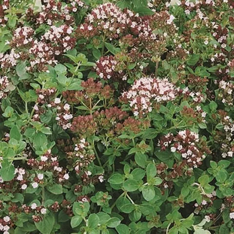 Oregano Lebiodka – Nasiona – Kiepenkerl