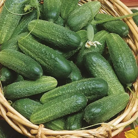 Ogórek Konserwowy 'Vorgebirgstrauben Cucumis Sativus' – Nasiona – Kiepenkerl