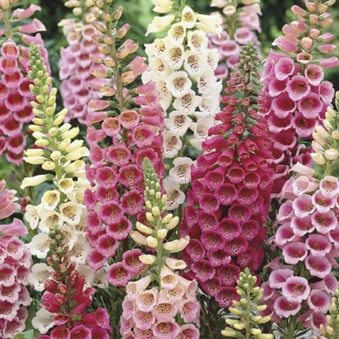 Naparstnica 'Excelsior' – Dwuletnia – Nasiona – Kiepenkerl