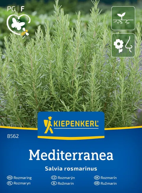 Rozmaryn 'Mediterranea' - nasiona Kiepenkerl