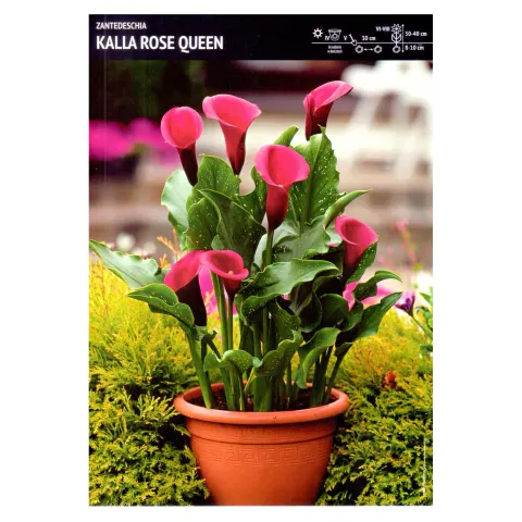 Kalla różowa – 1 szt. – Zantedeschia 'Rose Queen'