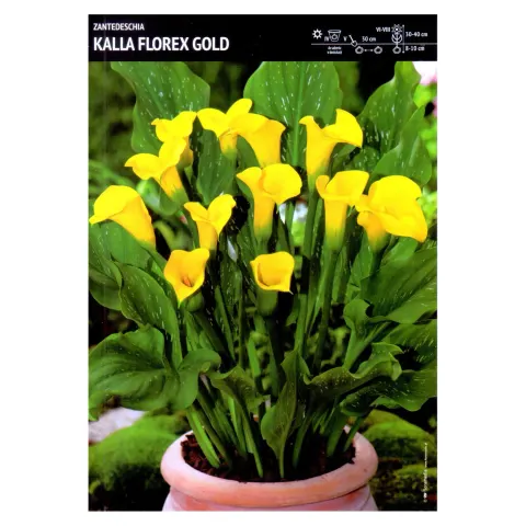 Kalla żółta – 1 szt. – Zantedeschia 'Florex Gold'