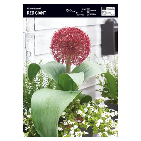 Czosnek ozdobny – 3 szt. – Allium 'Red Giant'