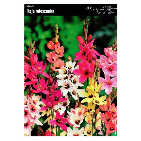 Iksja Mix – 20 szt. – Ixia