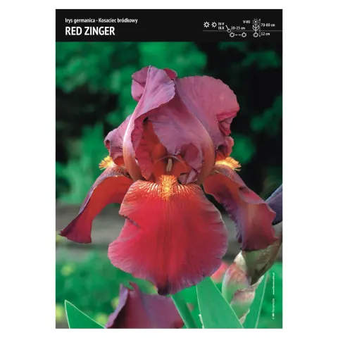 Irys Germanica – 1 szt. – Kosaciec Bródkowy 'Red Zinger'