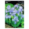 Irys Pumila – 1 szt. – Kosaciec Niski 'Truly'