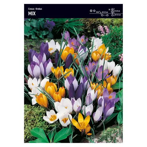 Krokus wielkokwiatowy Mix - 30 szt.
