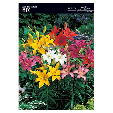 Lilia azjatycka Mix – 15 szt.