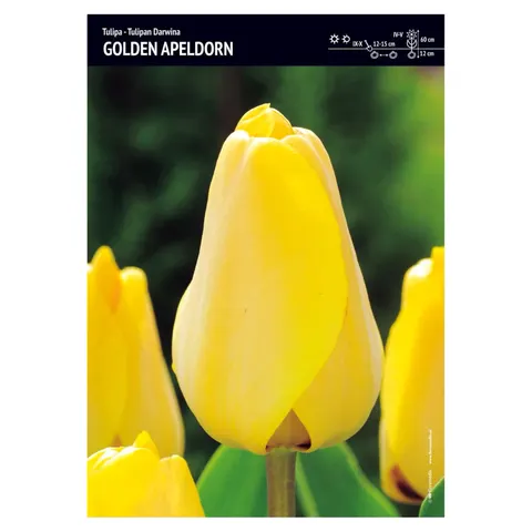 Tulipan "Golden Apeldorn" - 15 szt.
