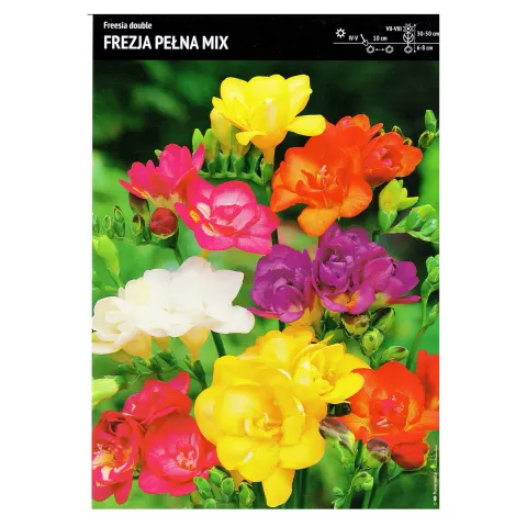 Frezja podwójna Mix - 5 szt.