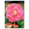 Begonia dwukolorowa "Camellia" 1 szt.