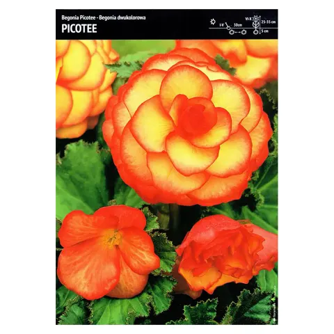Begonia dwukolorowa "Picotee" 3 szt.