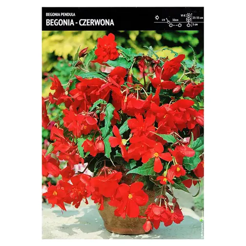 Begonia kaskadowa czerwona – 1 cebulka – zwisające kwiaty na balkon i taras – Benex