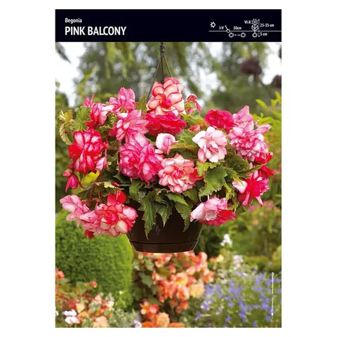 Begonia zwisająca pełna pachnąca "Pink Balcony" 1 szt.
