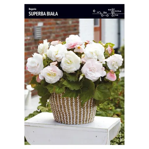 Begonia Superba Biała – 3 szt.