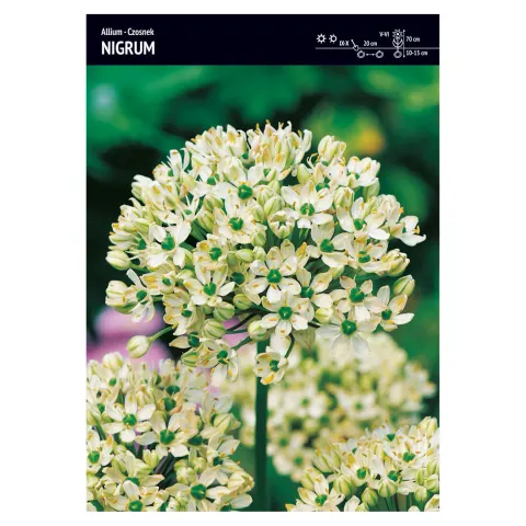 Czosnek Nigrum – 3 szt.