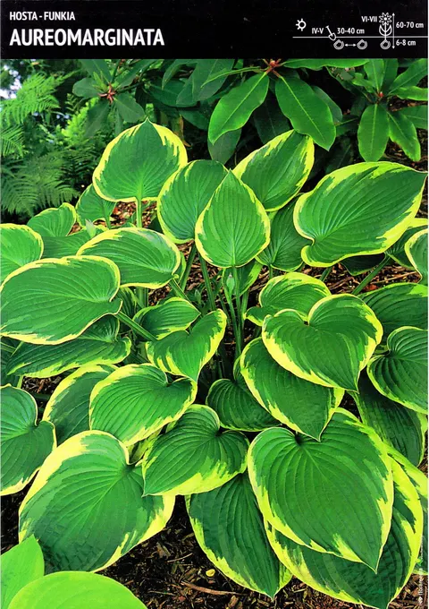 Funkia – 1 szt. – 'Aureomarginata'